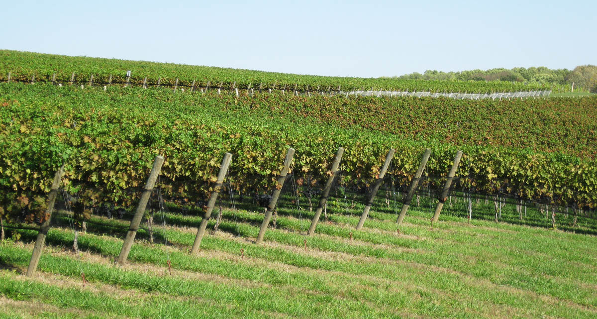 Berks County Wine Trail Pennsylvania’s diverse collection of unique wines