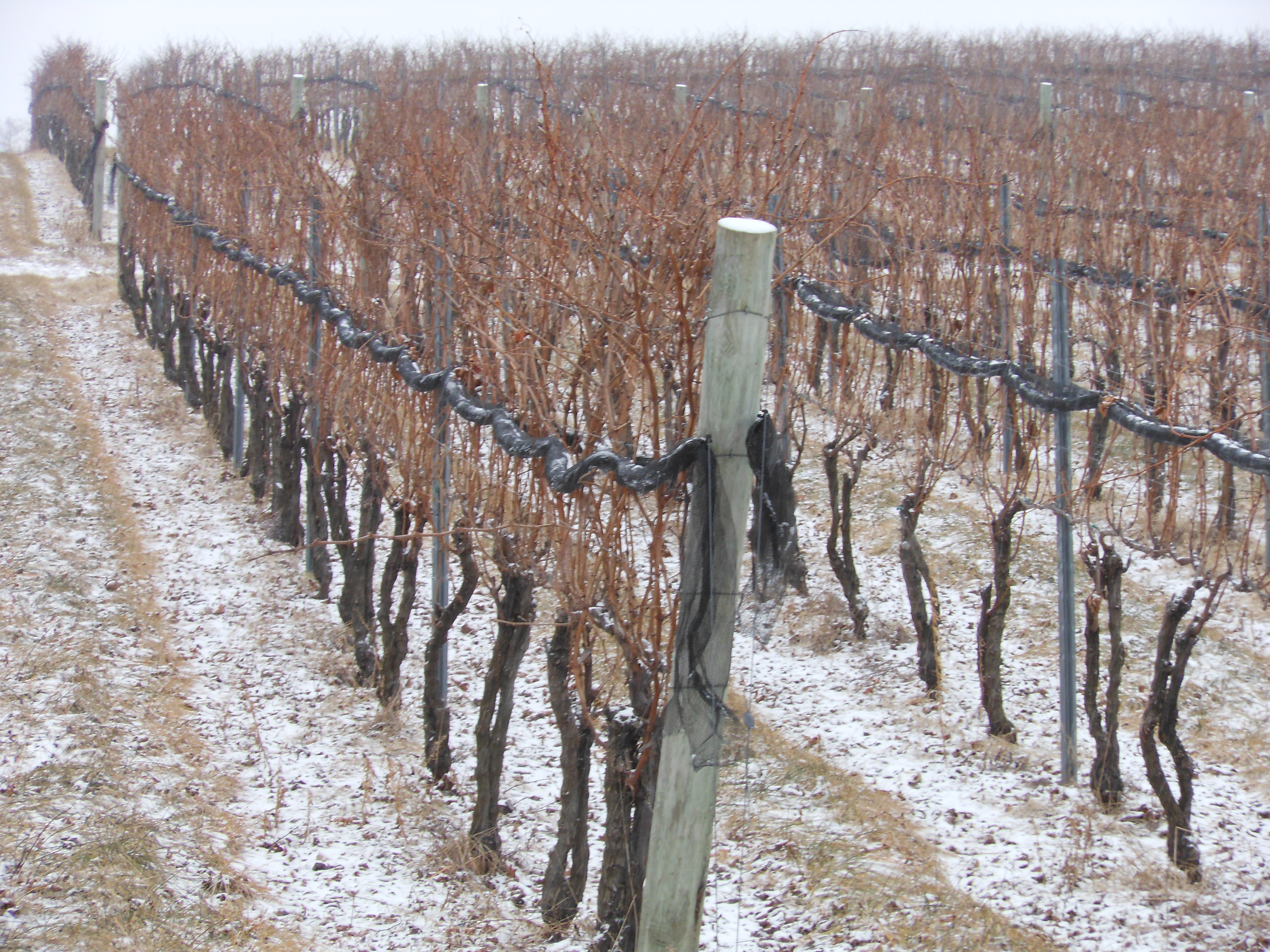 Berks County Wine Trail Pennsylvania’s diverse collection of unique wines