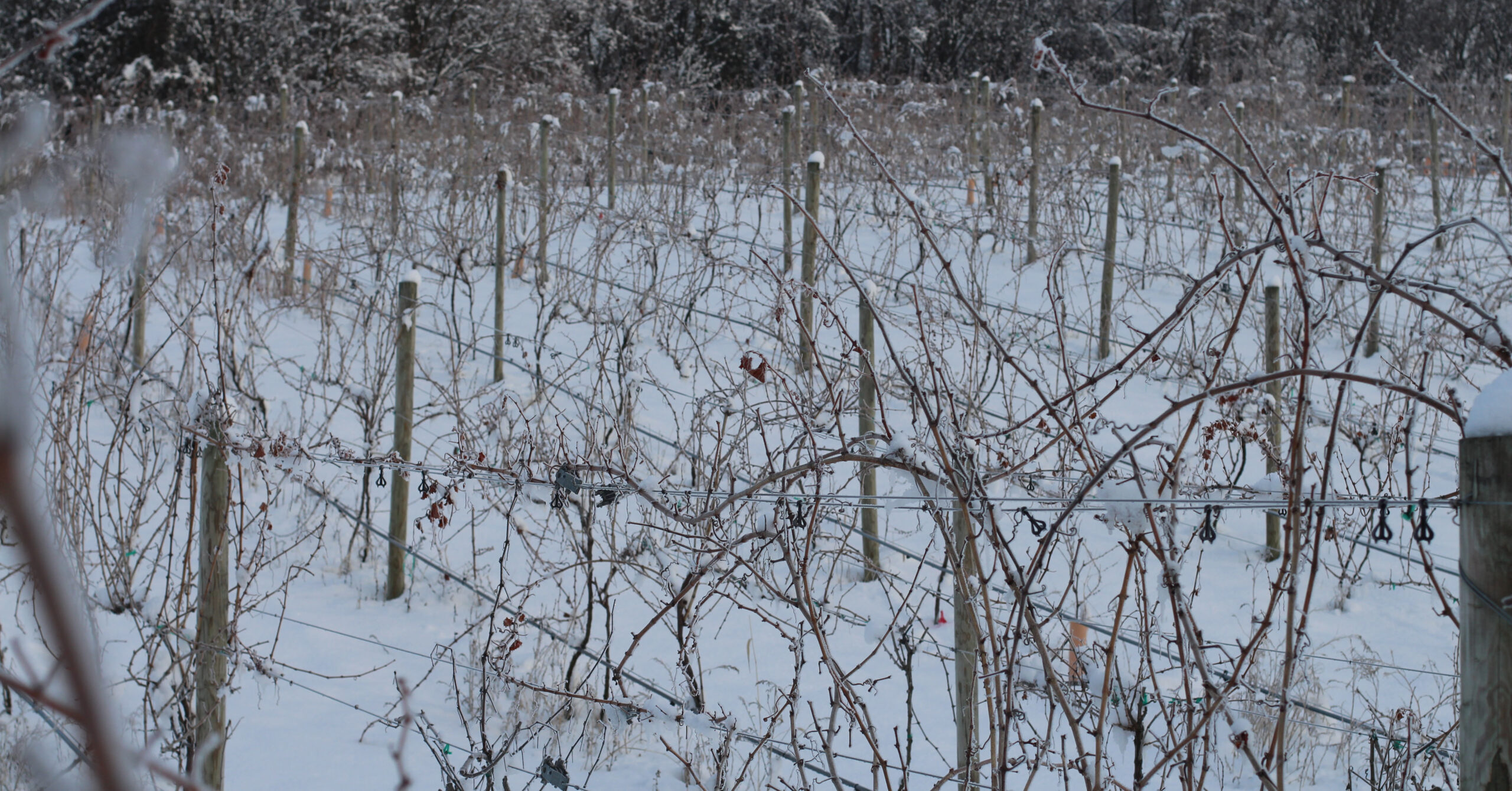 Berks County Wine Trail Pennsylvania’s diverse collection of unique wines